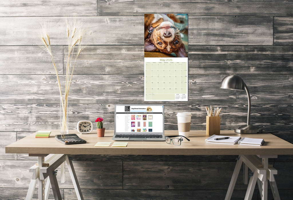 Basenji Wall Calendar 2026