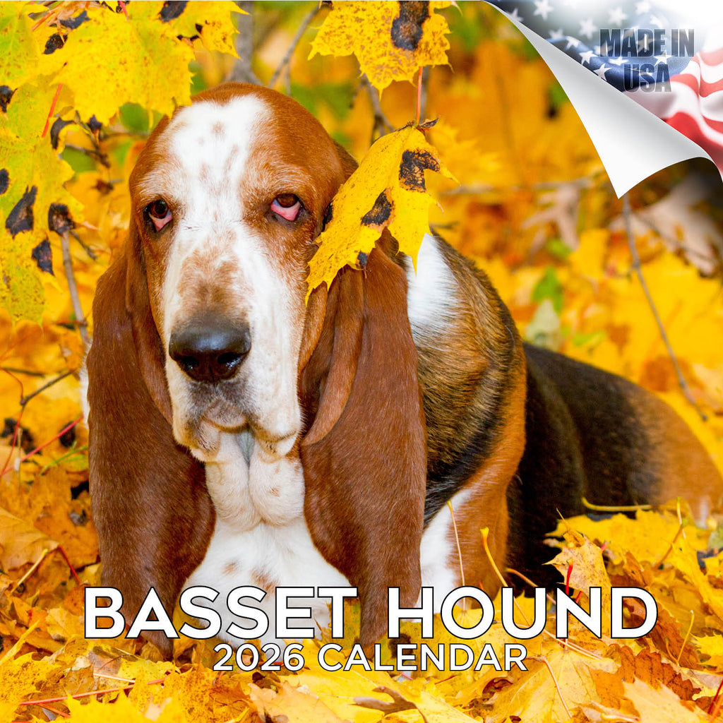 Basset Hound Wall Calendar 2026