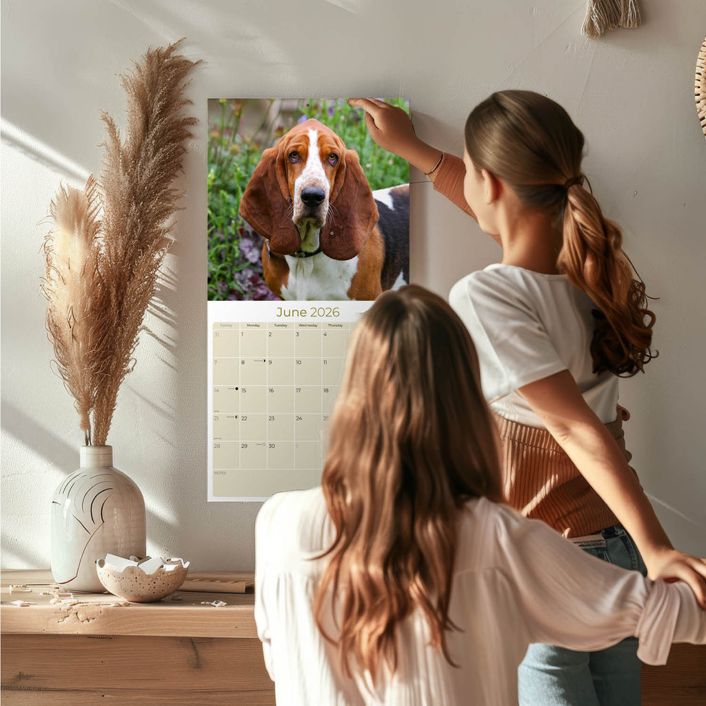 Basset Hound Wall Calendar 2026