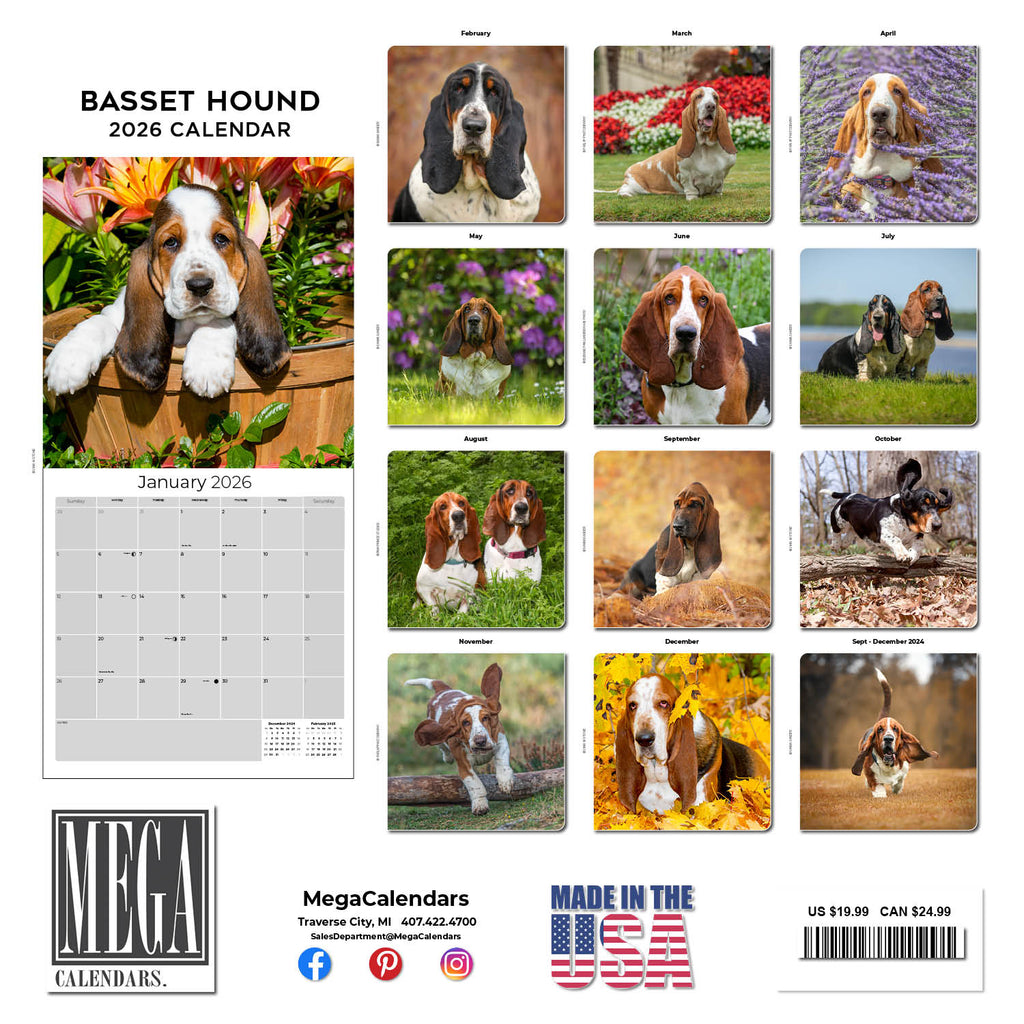 Basset Hound Wall Calendar 2026