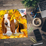 Basset Hound Wall Calendar 2026