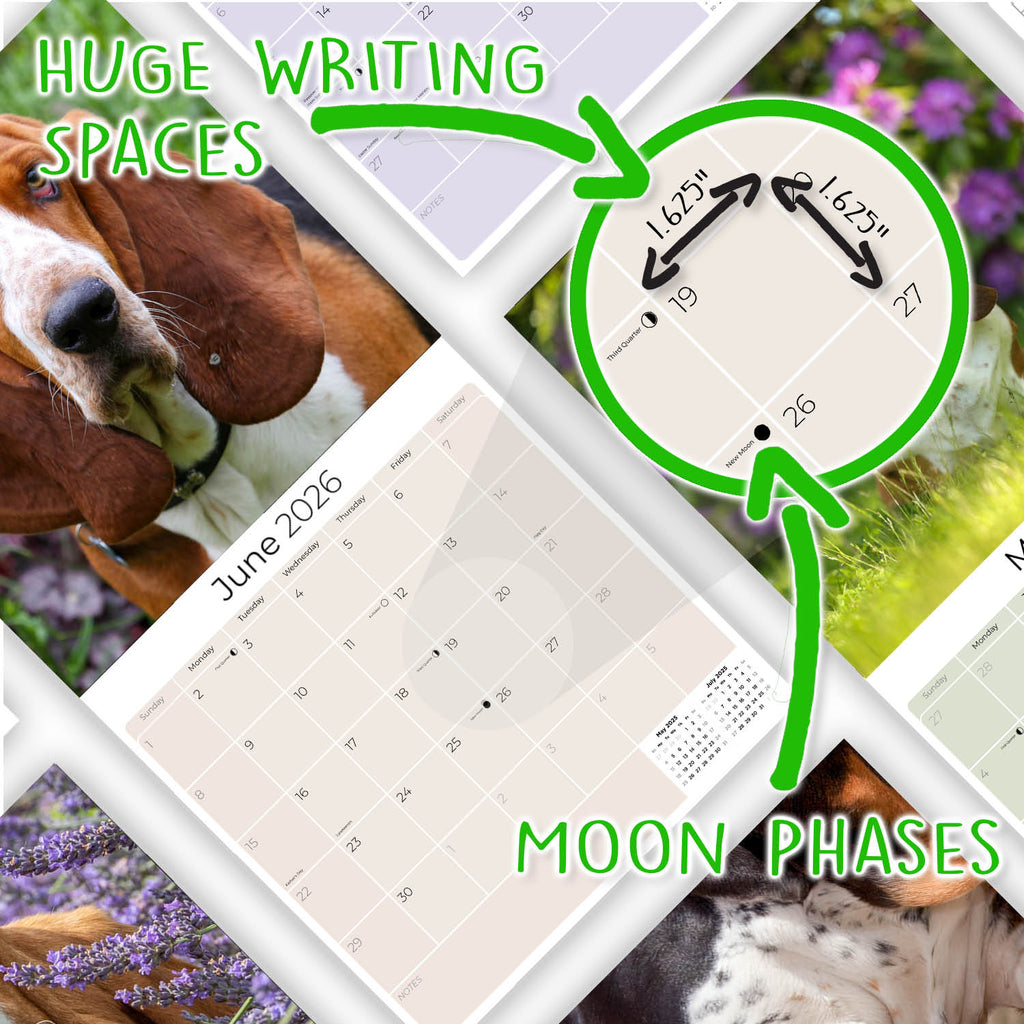 Basset Hound Wall Calendar 2026