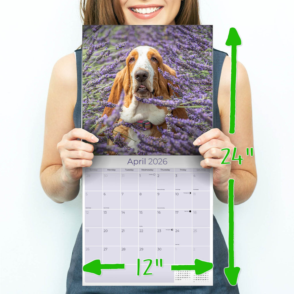 Basset Hound Wall Calendar 2026