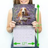 Basset Hound Wall Calendar 2026