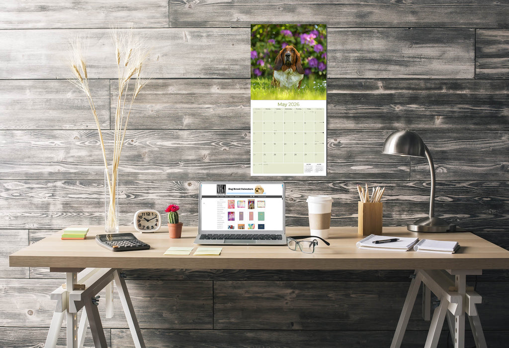 Basset Hound Wall Calendar 2026