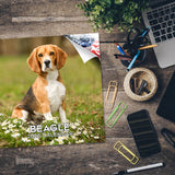 Beagle Wall Calendar 2026