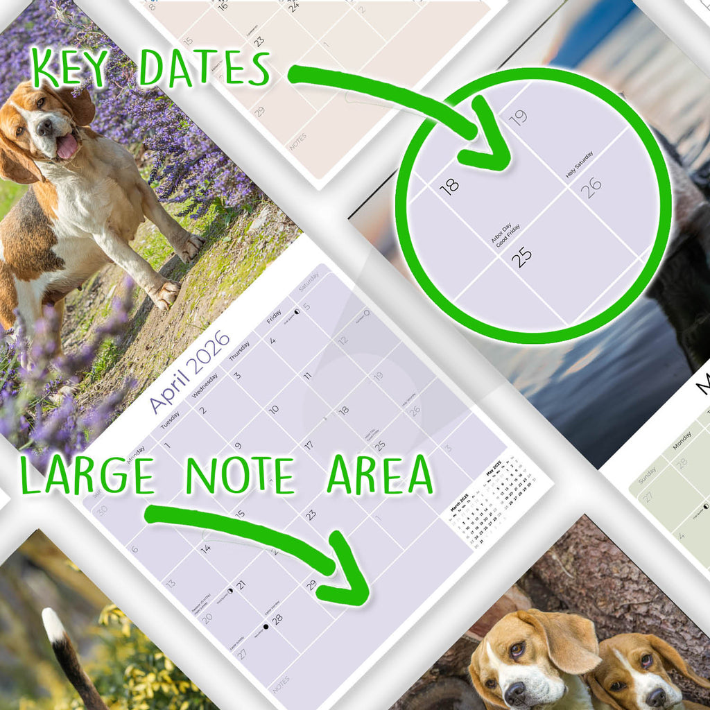 Beagle Wall Calendar 2026
