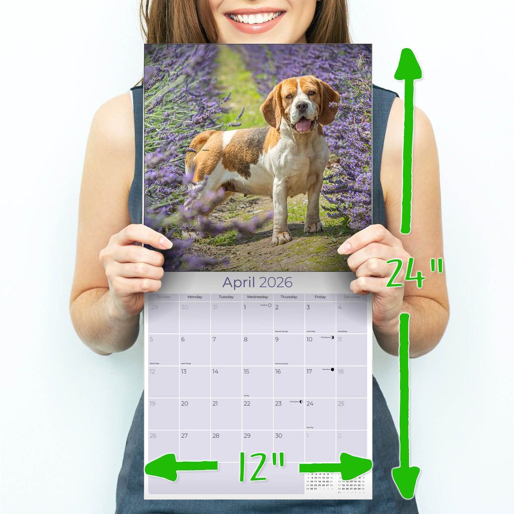 Beagle Wall Calendar 2026
