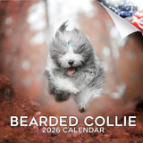 Bearded Collie Wall Calendar 2026