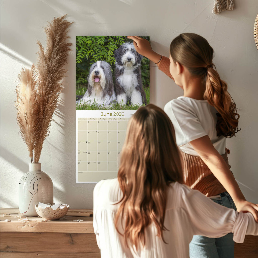 Bearded Collie Wall Calendar 2026
