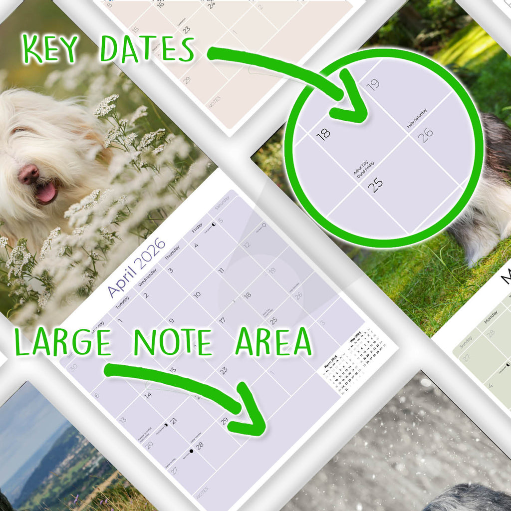 Bearded Collie Wall Calendar 2026