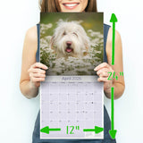 Bearded Collie Wall Calendar 2026