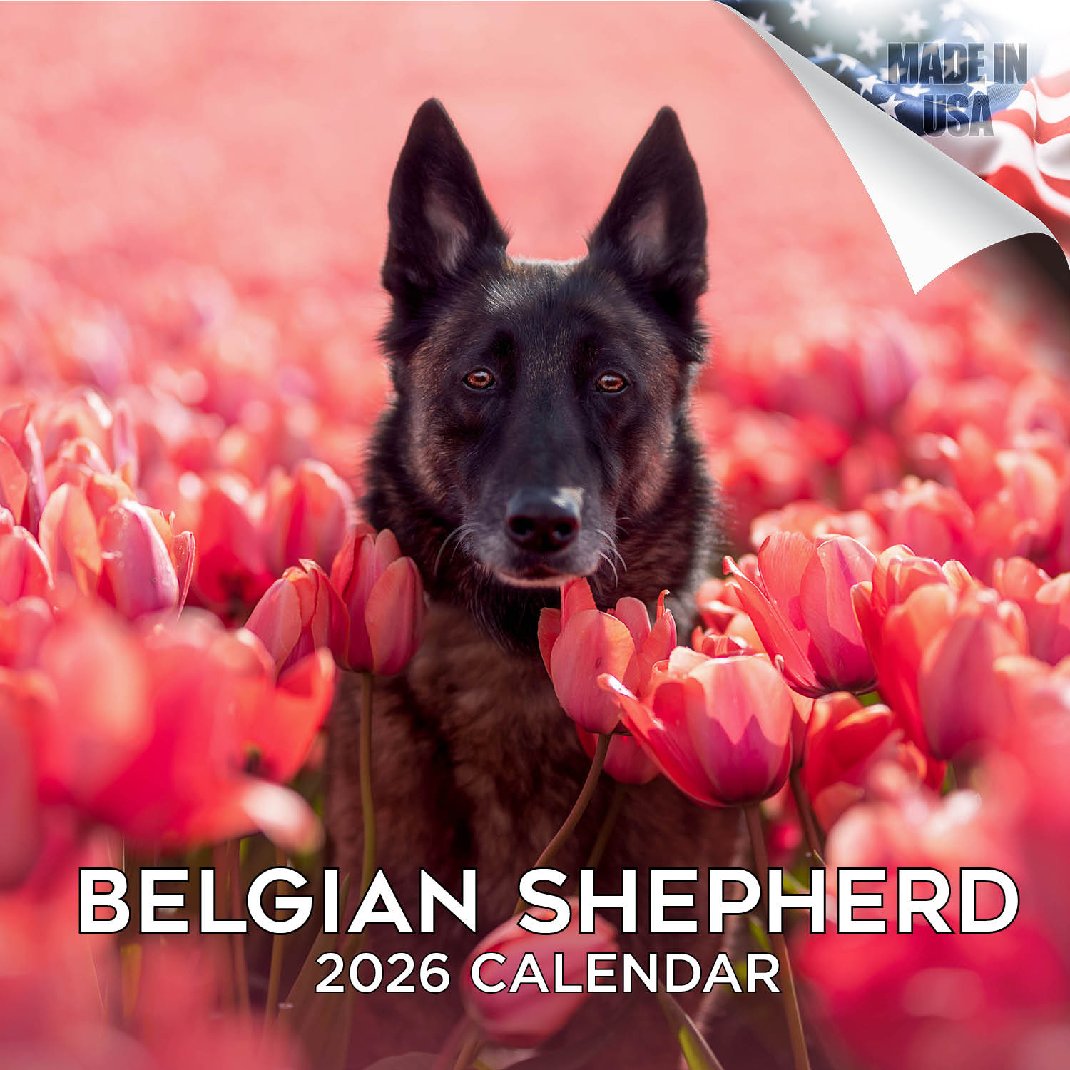 Belgian Shepherd Dog Wall Calendar 2026