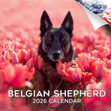Belgian Shepherd Dog Wall Calendar 2026