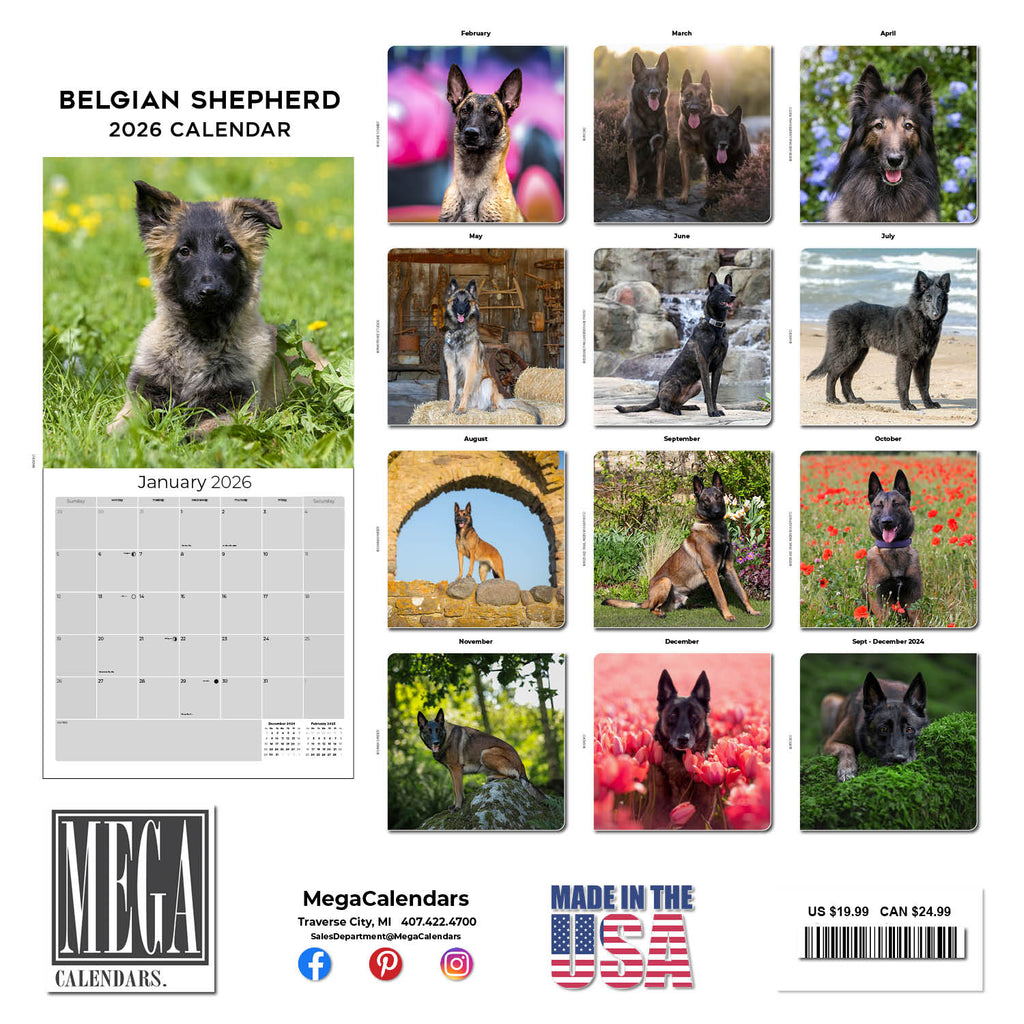 Belgian Shepherd Dog Wall Calendar 2026