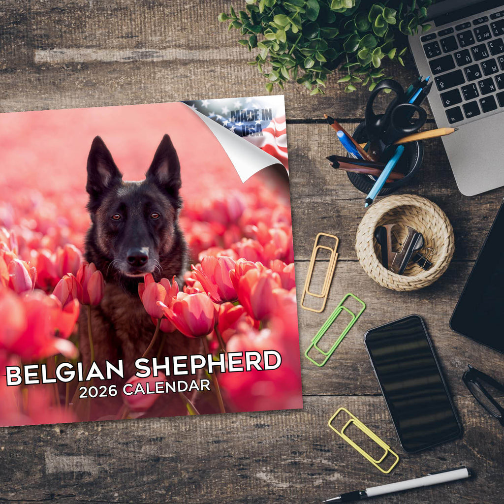 Belgian Shepherd Dog Wall Calendar 2026