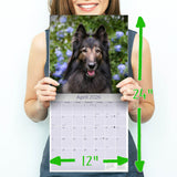 Belgian Shepherd Dog Wall Calendar 2026