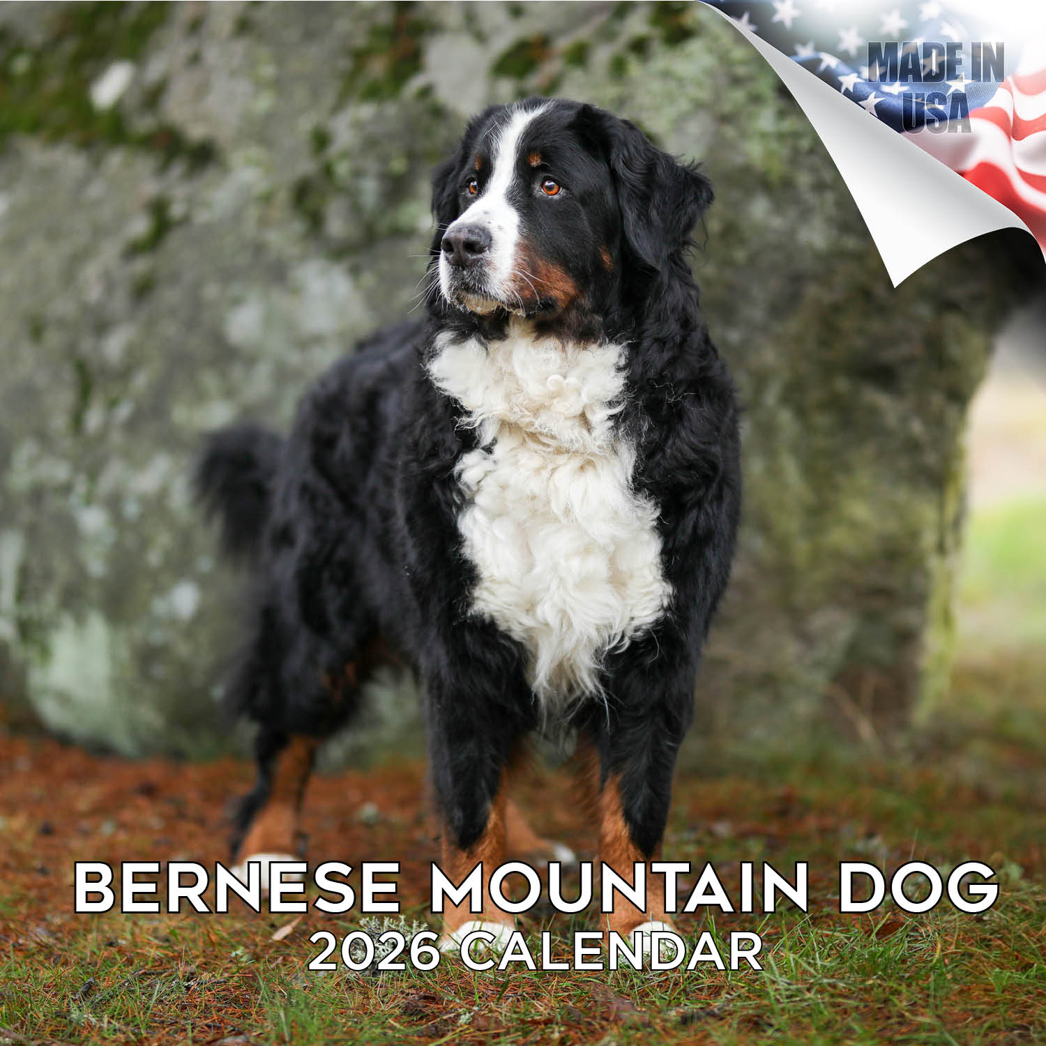 Bernese Mountain Dog Wall Calendar 2026