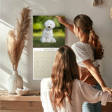 Bichon Frise Wall Calendar 2026