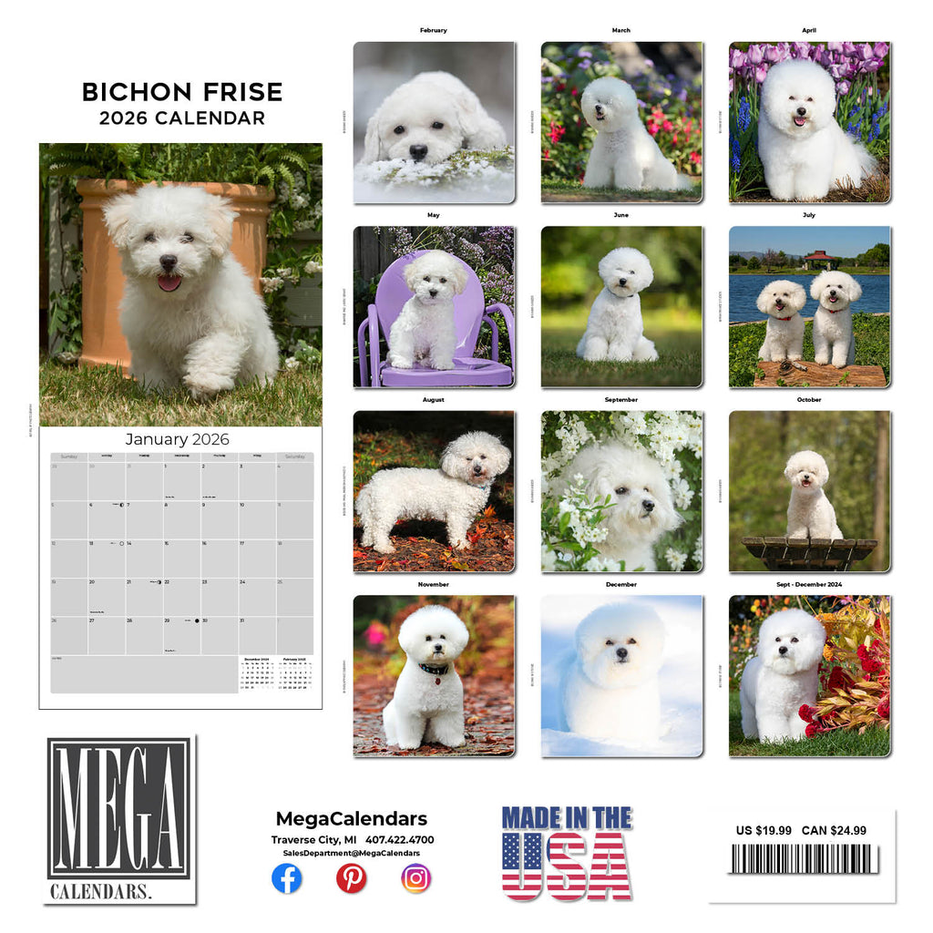 Bichon Frise Wall Calendar 2026