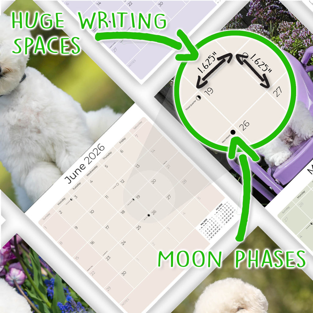 Bichon Frise Wall Calendar 2026