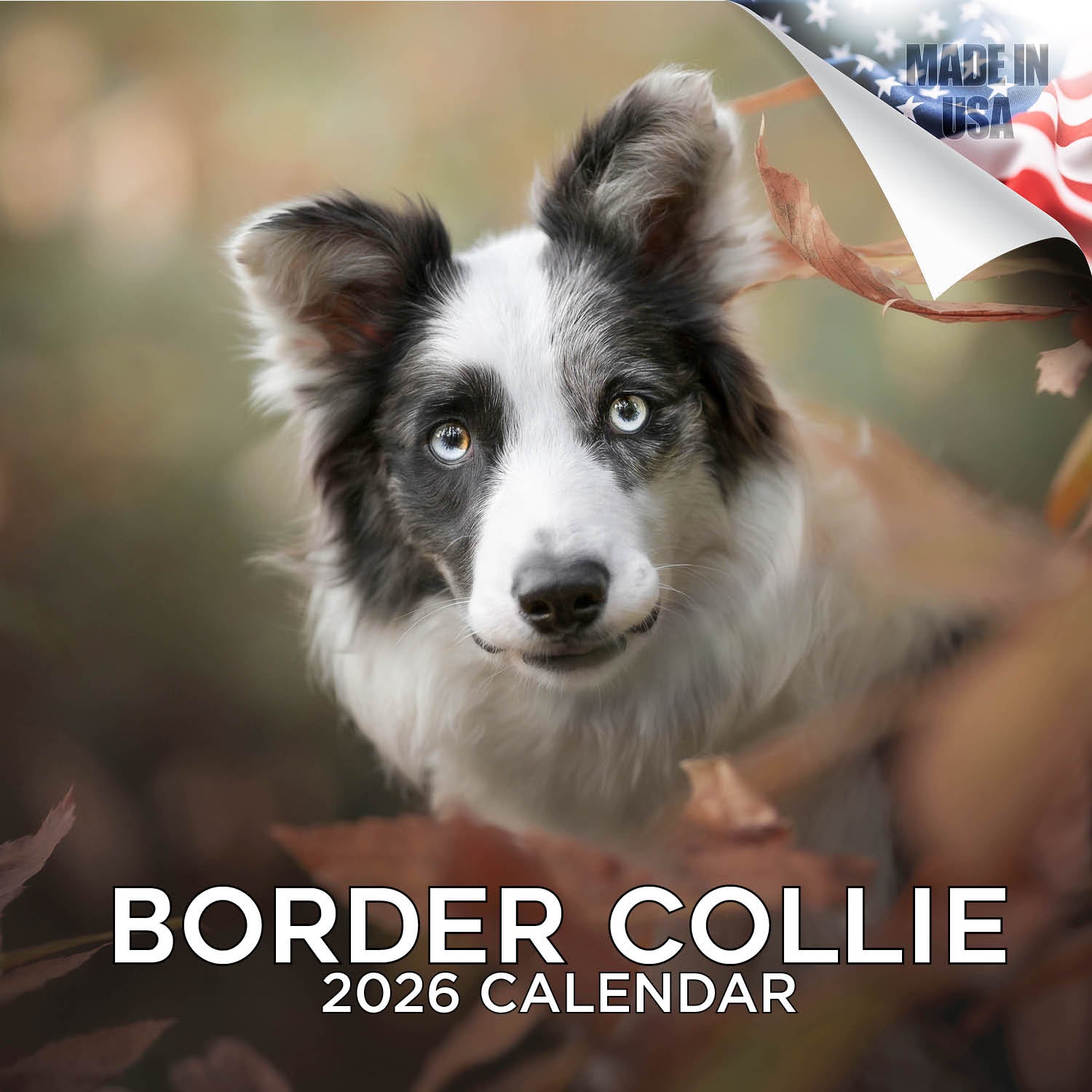 Border Collie Wall Calendar 2026