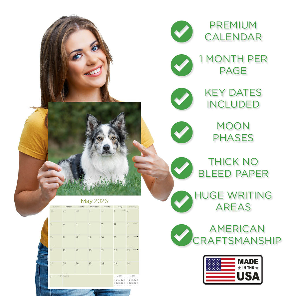 Border Collie Wall Calendar 2026