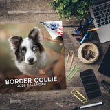 Border Collie Wall Calendar 2026