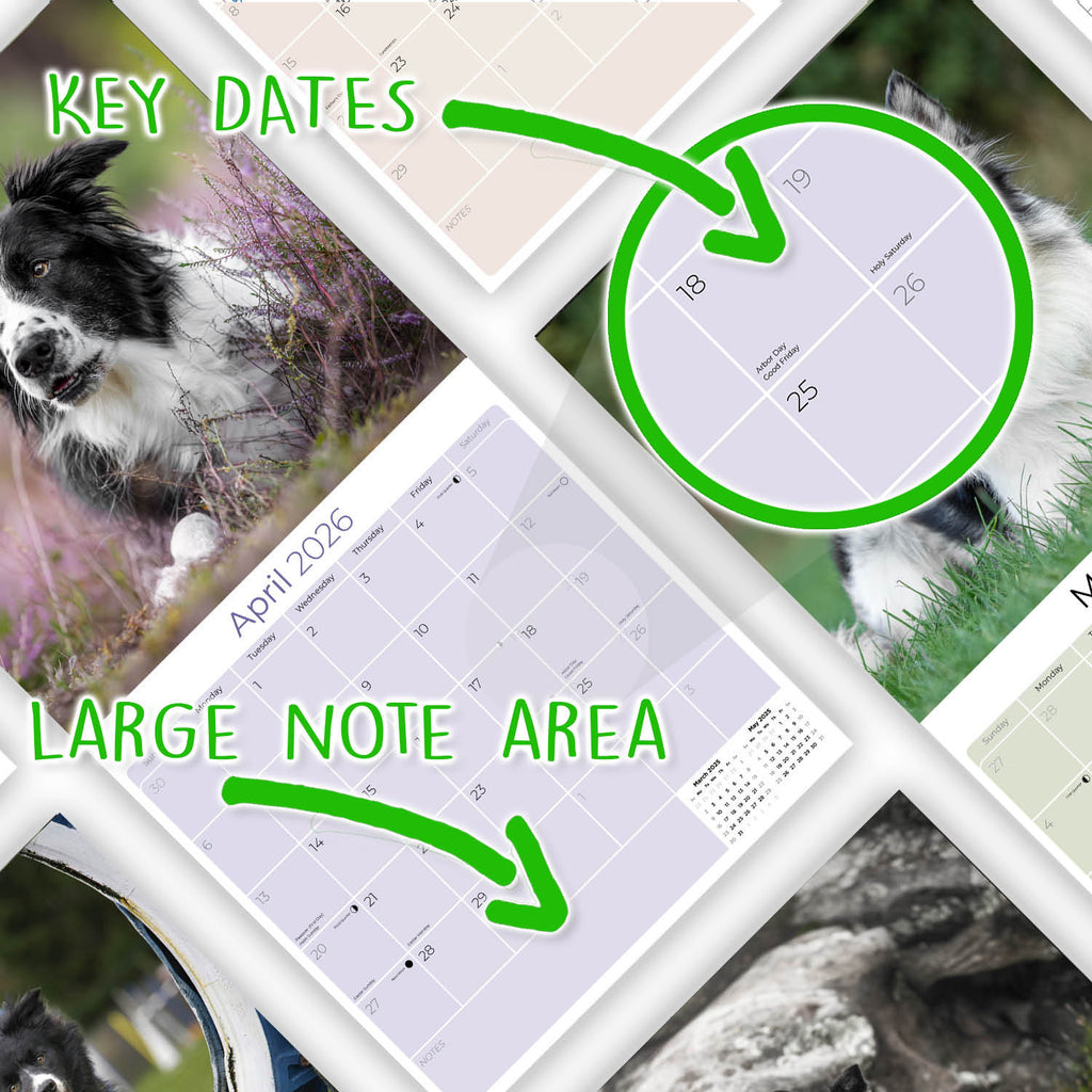 Border Collie Wall Calendar 2026