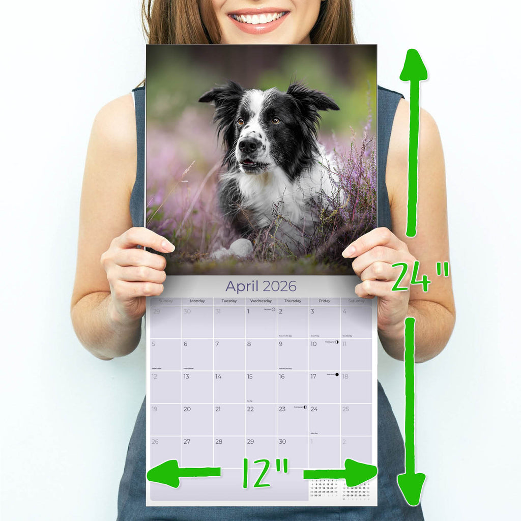 Border Collie Wall Calendar 2026