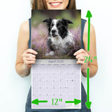 Border Collie Wall Calendar 2026