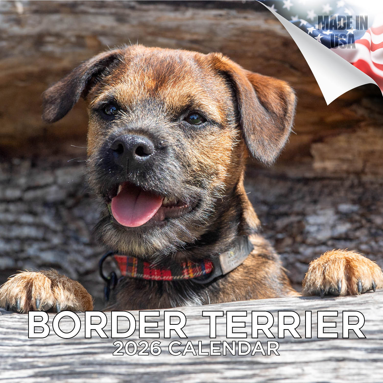 Border Terrier Wall Calendar 2026