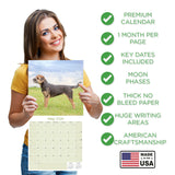 Border Terrier Wall Calendar 2026