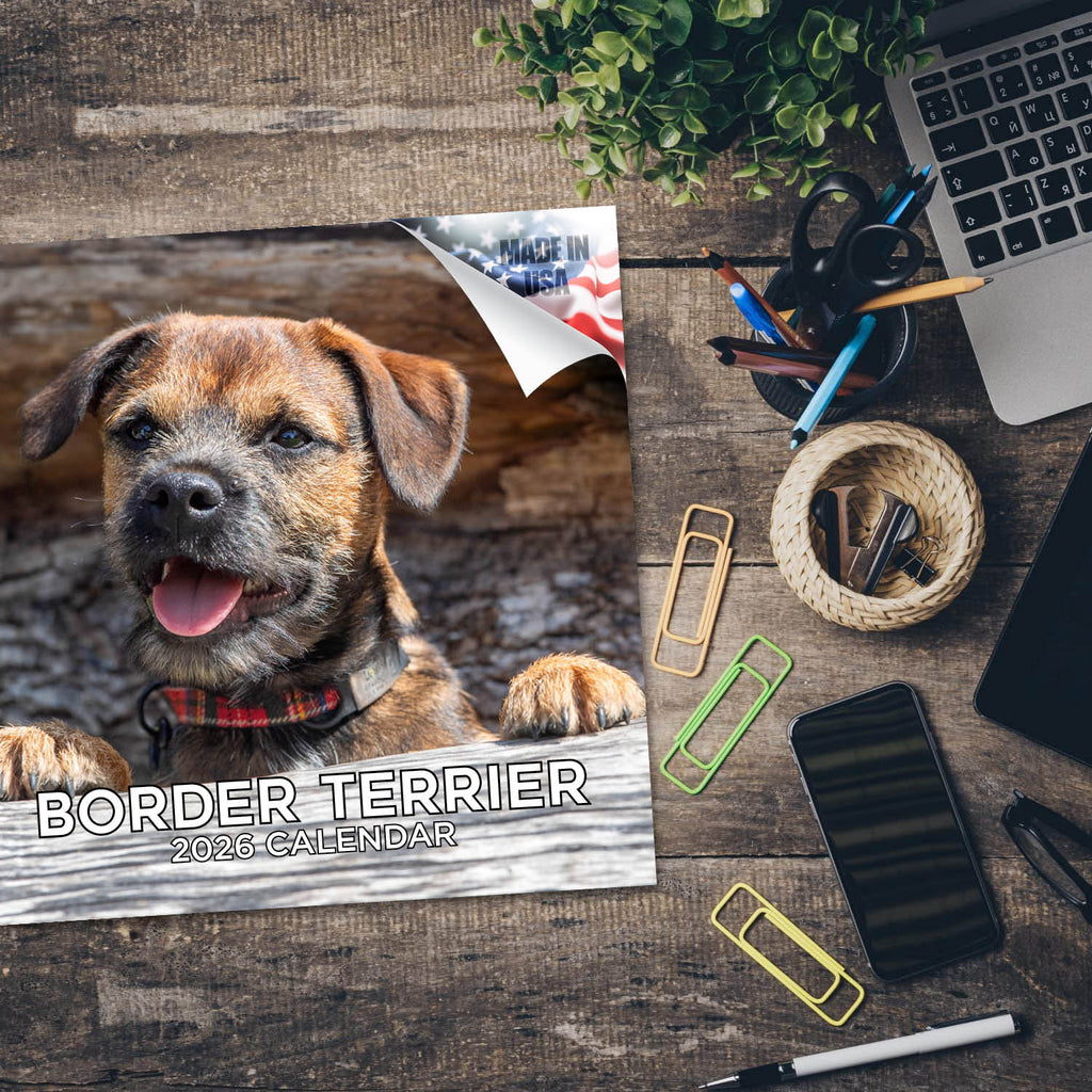 Border Terrier Wall Calendar 2026