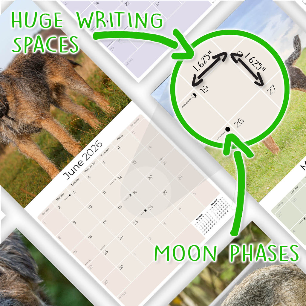 Border Terrier Wall Calendar 2026