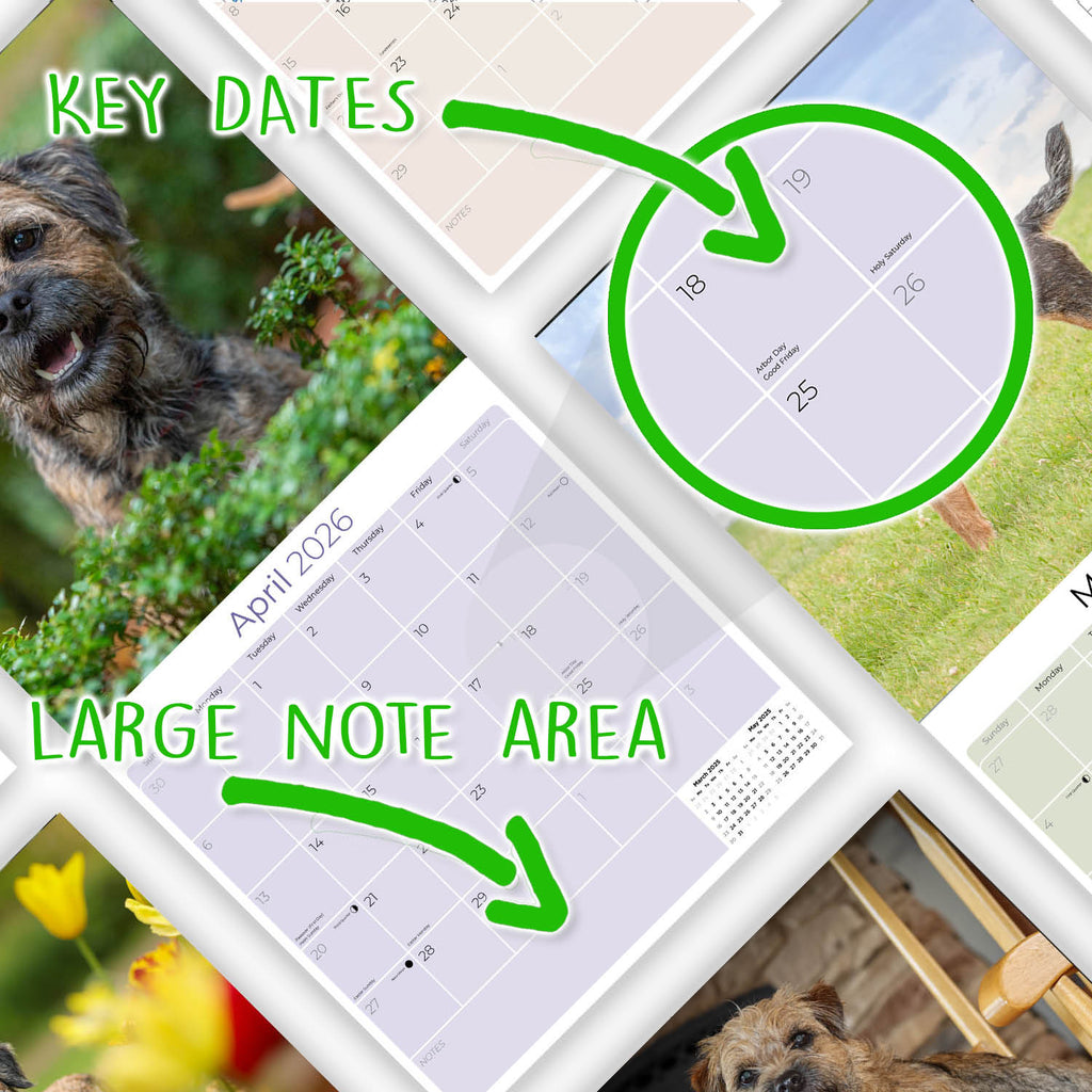 Border Terrier Wall Calendar 2026