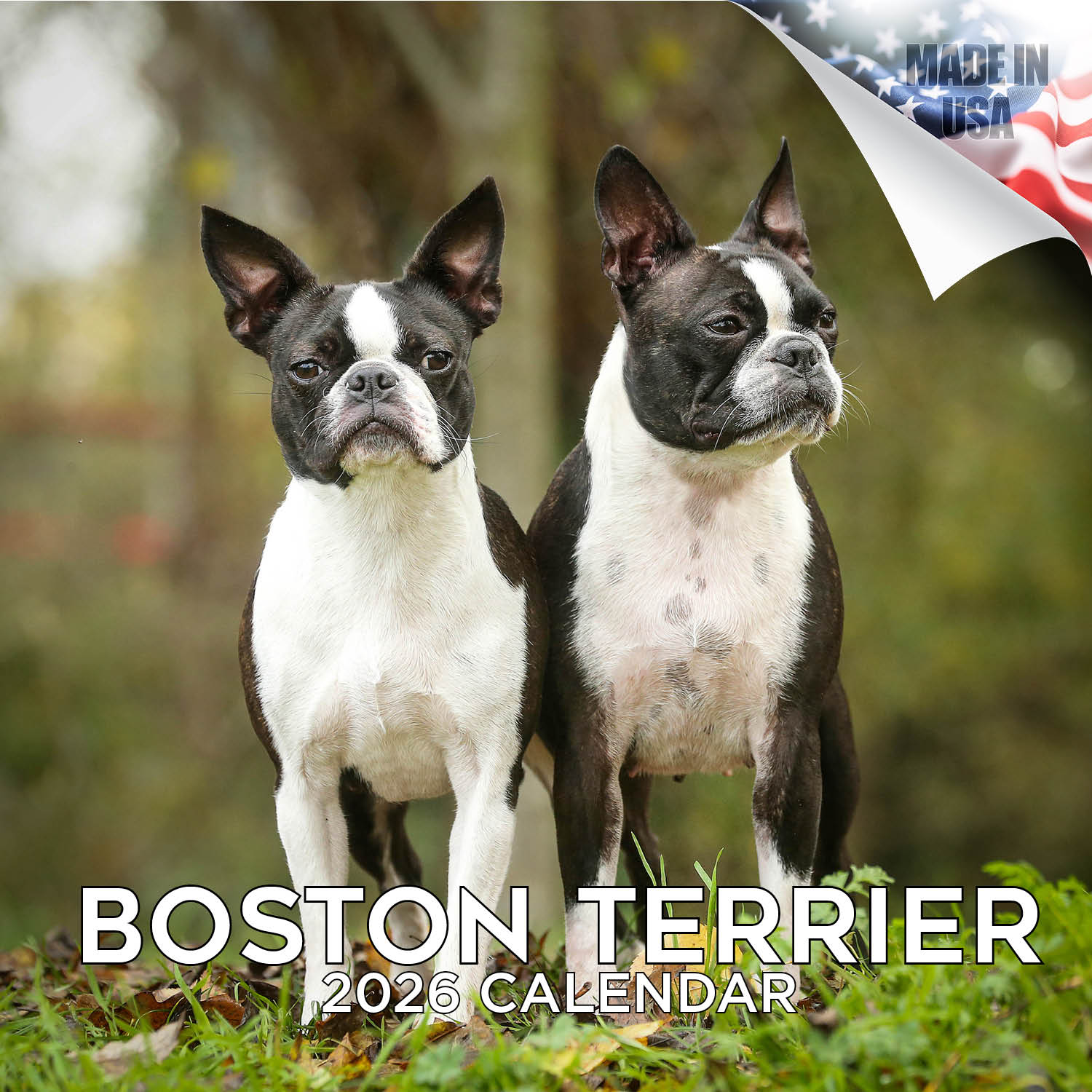 Boston Terrier Wall Calendar 2026