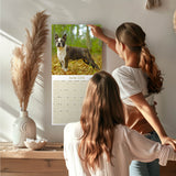 Boston Terrier Wall Calendar 2026