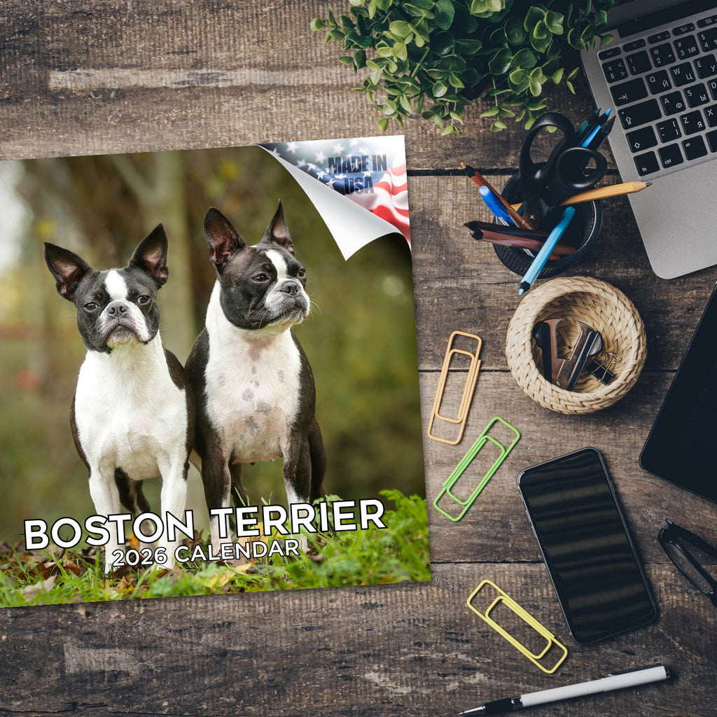 Boston Terrier Wall Calendar 2026