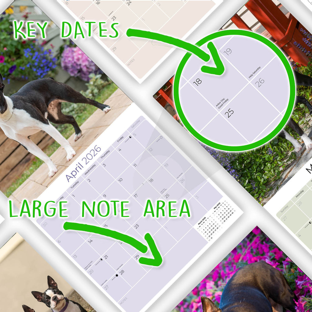 Boston Terrier Wall Calendar 2026