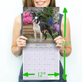 Boston Terrier Wall Calendar 2026