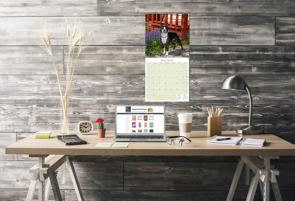 Boston Terrier Wall Calendar 2026