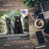 Bouvier de Flandres Calendar 2026