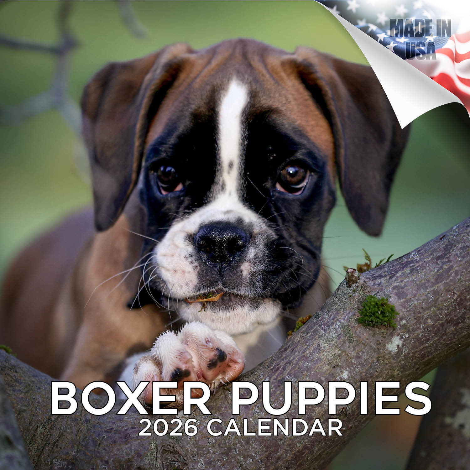 Boxer Puppies Wall Calendar 2026