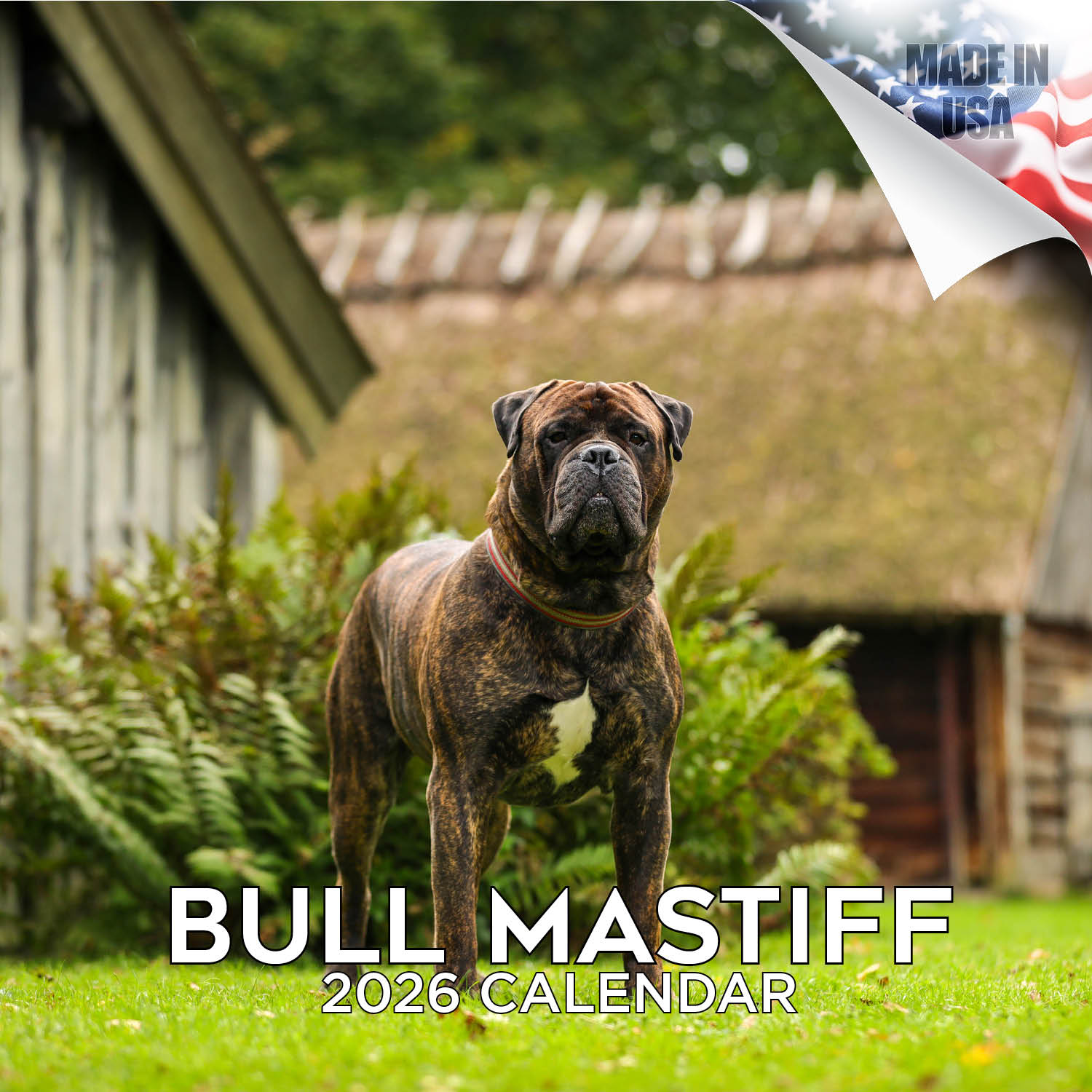Bull Mastiff Calendar 2026