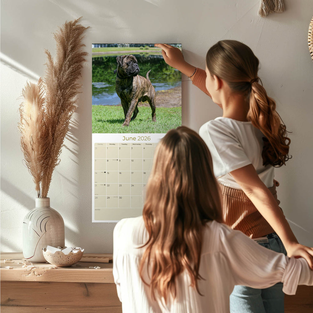 Bull Mastiff Calendar 2026