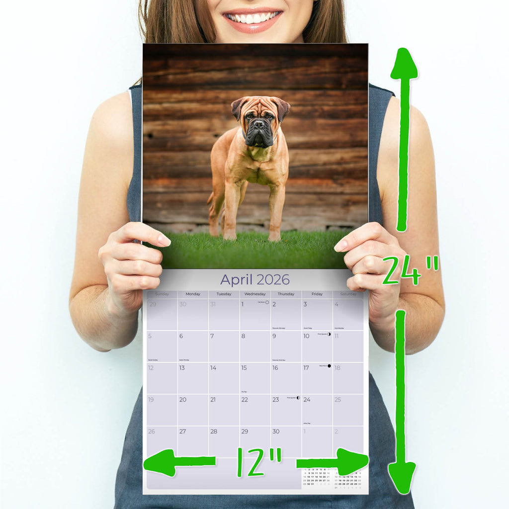 Bull Mastiff Calendar 2026