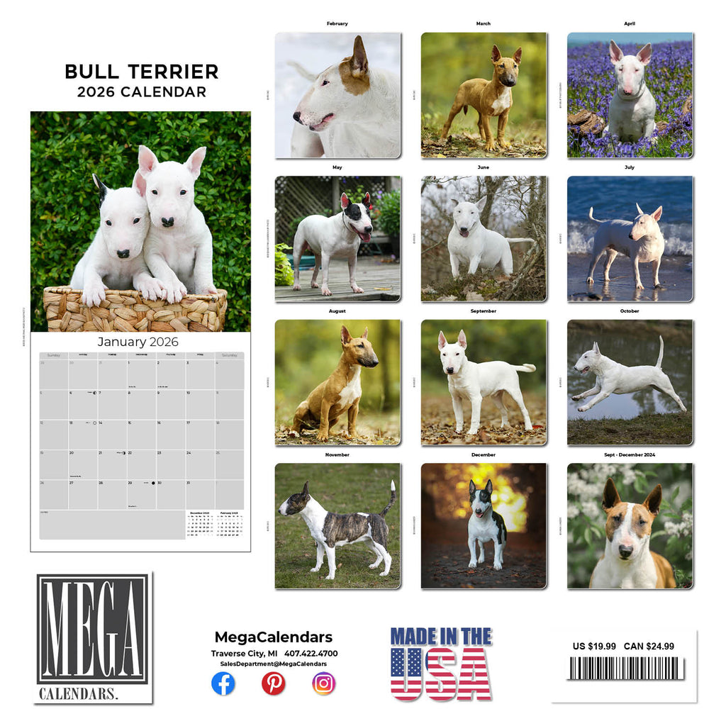 Bull Terrier Wall Calendar 2026