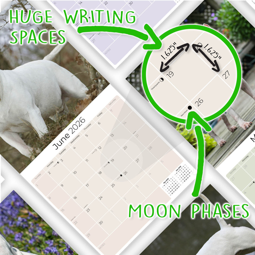 Bull Terrier Wall Calendar 2026