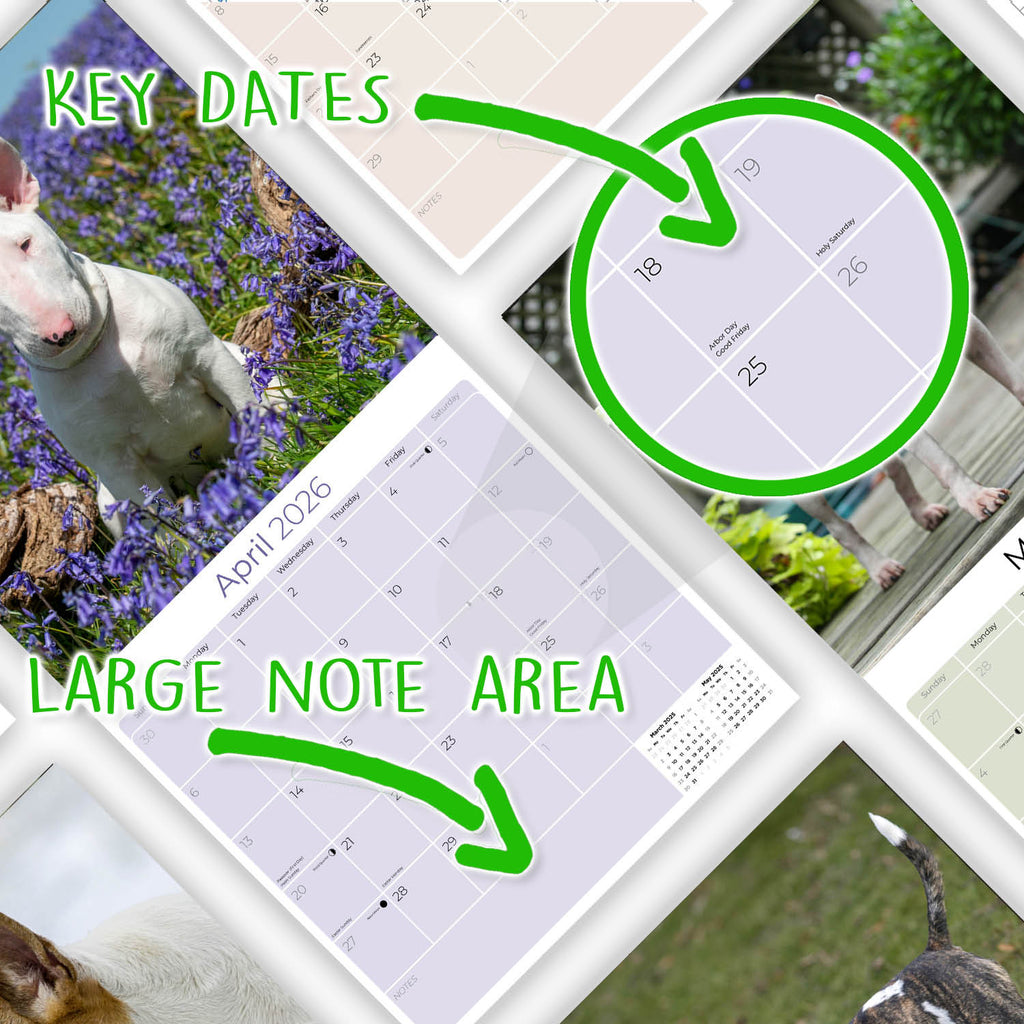Bull Terrier Wall Calendar 2026